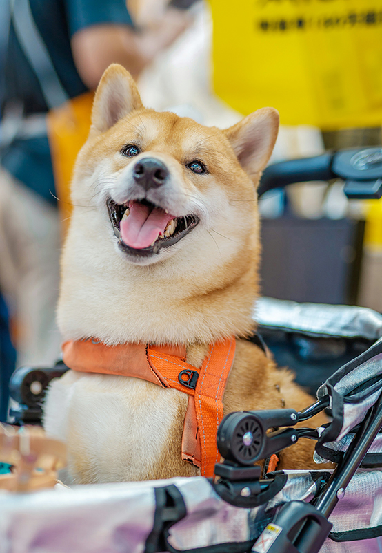 Dog 0