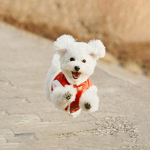 Dog 1