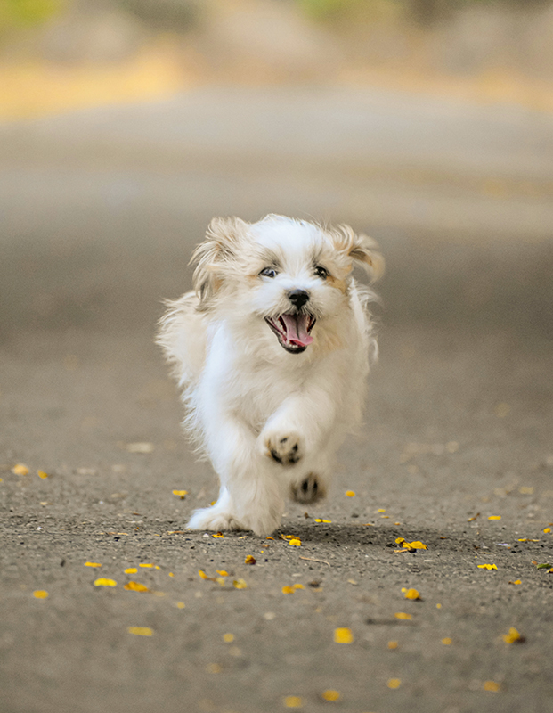 Dog 3