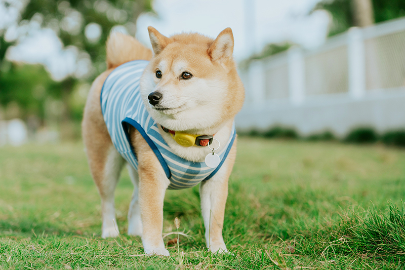 Dog 5