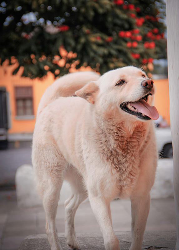 Dog 7